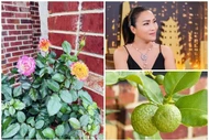 Cận cảnh biệt thự ngập hoa trái của Hồng Ngọc tại Mỹ