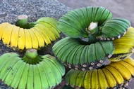 Cận cảnh loại chuối hình dáng lạ được 'săn lùng' dịp Tết