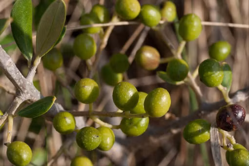 Bí mật đằng sau loại cây làm nên 'vàng lỏng' nổi tiếng thế giới 