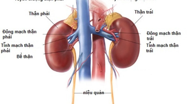 Viêm cầu thận cấp: Bệnh thủy đậu không được chữa trị kịp thời có thể ảnh hưởng nghiêm trọng đến thận và gây nên các bệnh như viêm thận, viêm cầu thận cấp. Bệnh nhân bị thận do biến chứng thủy đậu thường đi tiểu ra máu. Tình trạng này có thể kéo dài đến vài tuần nếu không được điều trị kịp thời.