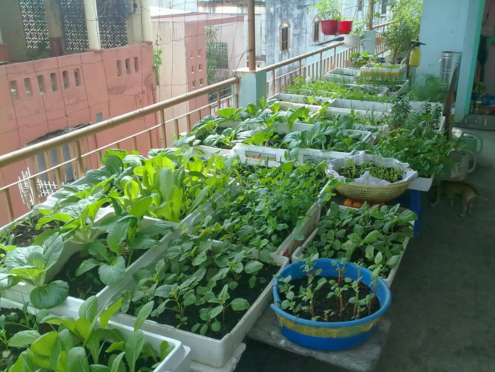 Trong bối cảnh khó kiểm soát thực phẩm bẩn như hiện nay, các chuyên gia dinh dưỡng khuyên người tiêu dùng nên tìm mua thực phẩm có nguồn gốc rõ ràng hoặc tự sản xuất một số thực phẩm cơ bản như rau ăn hàng ngày.