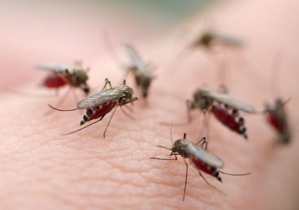 Những người nhiễm virus Zika cần tránh để mỗi cắn trong tuần đầu tiên mắc bệnh để không lây bệnh sang người khác.