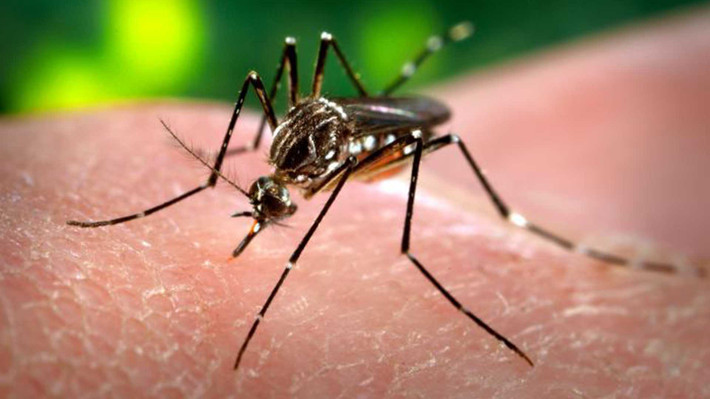 Hiện chưa có vaccine phòng bệnh và phương pháp điều trị cho người mắc virus Zika ăn não người. Virus Zika đã lây lan đến gần 30 quốc gia và vùng lãnh thổ, chủ yếu ở khu vực Nam Mỹ. Mỹ, Canada và Pháp cũng có một số trường hợp nhiễm virus sau khi đi du lịch ở các khu vực có dịch.