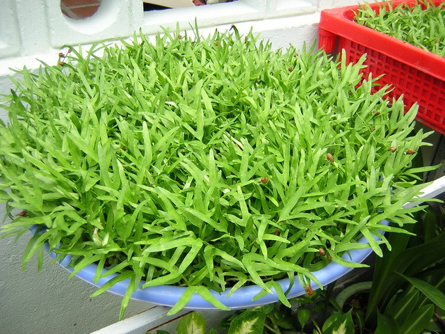 Rau mầm là một loại thực phẩm dễ trồng, nhanh thu hoặc và đặc biệt thích hợp với những hộ gia đình có không gian hạn chế.