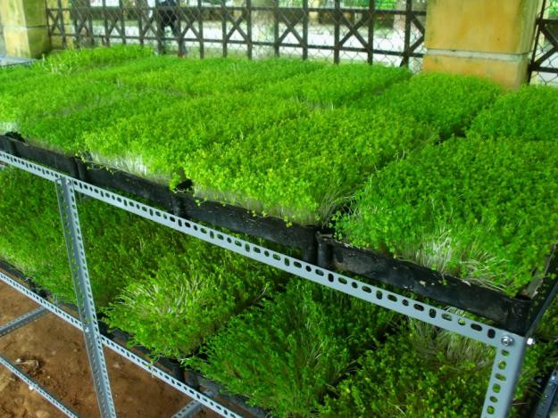 Thực phẩm bẩn đang là vấn nạn khiến nhiều người lo sợ vì nguy cơ gây ra các bệnh nguy hiểm, đặc biệt là ung thư. Để khỏi phải lo lắng mua phải thực phẩm ngậm hóa chất, nhiều người tự tạo nguồn thực phẩm sạch cho mình bằng cách trồng rau tại nhà.
