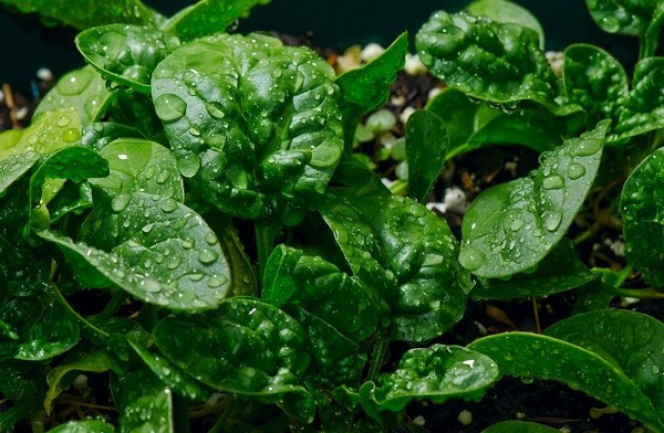 Ăn nhiều rau xanh cũng là cách giúp bạn phòng ngừa nguy cơ nhiễm độc thủy ngân. Các loại rau này chứa nhiều chất diệp lục và chất xơ giúp đào thải kim loại nặng tích tụ trong ruột. Chuyên gia dinh dưỡng cũng khuyên bạn nên ăn những loại rau được gieo trồng theo phương pháp hữu cơ để phòng ngừa các nguy cơ khác.