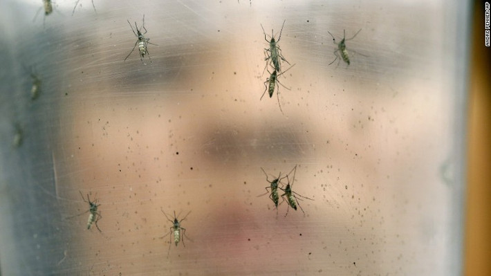 WHO nhận định, Zika khó có thể bùng phát như đại dịch Ebola ở Tây Phi năm 2014 nhưng nó vẫn là minh chứng cho mối nguy hại từ các loại bệnh mà con người ít biết đến.