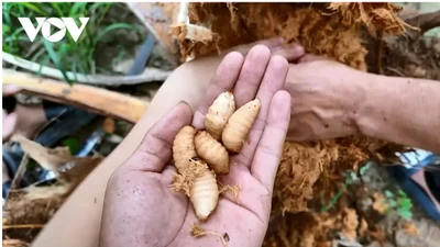 Vĩnh Long tăng cường kiểm soát, nghiêm cấm nhân nuôi và phát tán đuông dừa