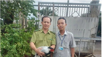 Một con gà lôi trắng tại TP HCM được giao về trạm cứu hộ