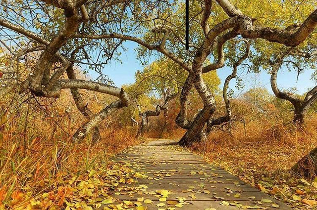 Vườn cây cong bất thường hút khách tham quan ở Saskatchewan - Hình 3 Vuon cay cong bat thuong hut khach tham quan o Saskatchewan-Hinh-3