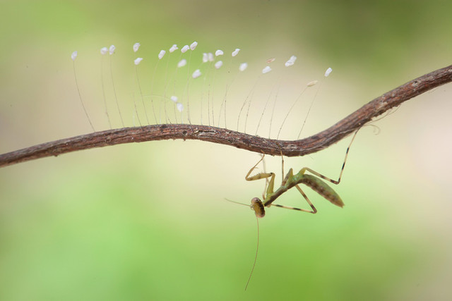 Thêm yêu và trân quý sự sống qua những tấm ảnh macro - Hình 5 Them yeu va tran quy su song qua nhung tam anh macro-Hinh-5