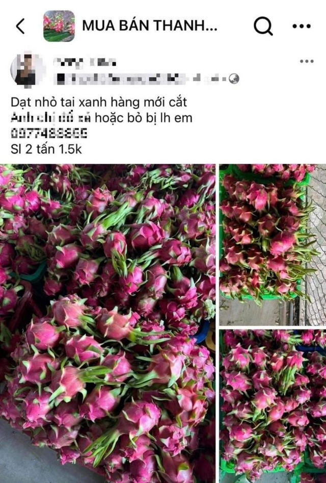 Nông dân thấp thỏm khi thanh long nghịch vụ quay đầu giảm “sốc“ Nong dan thap thom khi thanh long nghich vu quay dau giam “soc“
