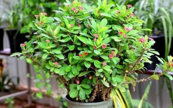 Lưu ý 4 loại hoa chứa "độc tính" không nên để trong nhà - Hình 2 Luu y 4 loai hoa chua