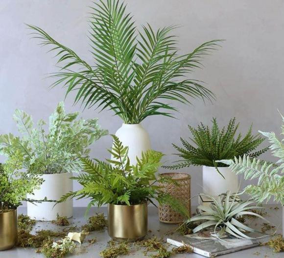 Lưu ý 4 loại hoa chứa "độc tính" không nên để trong nhà Luu y 4 loai hoa chua