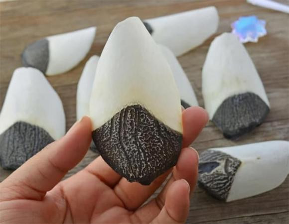 Loại cá được mệnh danh 'Chúa tể sông Amazon' hung bạo đến mức nào? - Hình 4 Loai ca duoc menh danh 'Chua te song Amazon' hung bao den muc nao?-Hinh-4