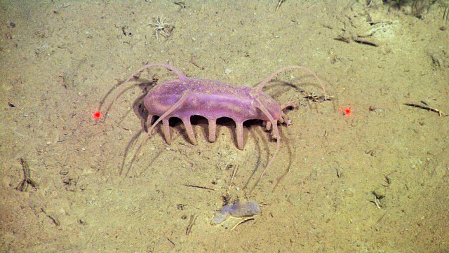 Sea Pig, một trong những loài động vật kỳ lạ nhất dưới biển - Hình 4 Sea Pig, mot trong nhung loai dong vat ky la nhat duoi bien-Hinh-4