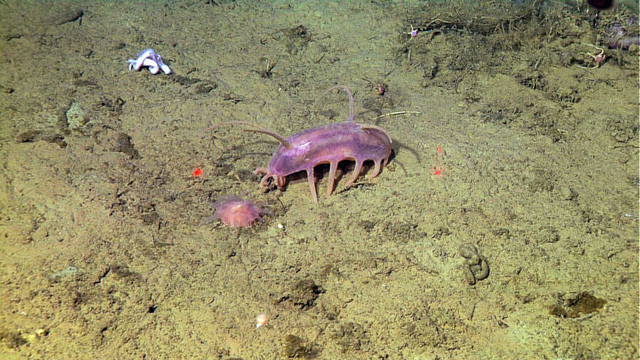 Sea Pig, một trong những loài động vật kỳ lạ nhất dưới biển - Hình 2 Sea Pig, mot trong nhung loai dong vat ky la nhat duoi bien-Hinh-2