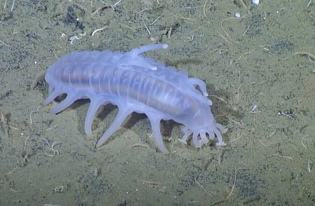 Sea Pig, một trong những loài động vật kỳ lạ nhất dưới biển - Hình 3 Sea Pig, mot trong nhung loai dong vat ky la nhat duoi bien-Hinh-3