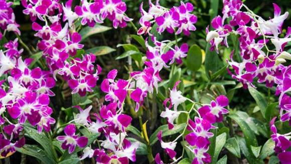 5 loài hoa cát tường, ý nghĩa tốt lành - Hình 3 5 loai hoa cat tuong, y nghia tot lanh-Hinh-3