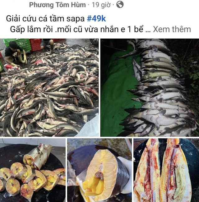 Cá tầm được bán siêu rẻ trên chợ mạng từ 49 nghìn đồng/con Ca tam duoc ban sieu re tren cho mang tu 49 nghin dong/con