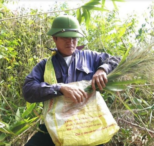 Lộc trời 1 năm chỉ nở 1 lần, muốn hái phải liều nhưng kiếm bộn - Hình 2 Loc troi 1 nam chi no 1 lan, muon hai phai lieu nhung kiem bon-Hinh-2