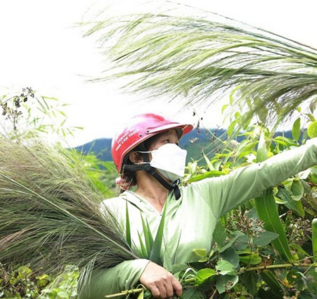 Lộc trời 1 năm chỉ nở 1 lần, muốn hái phải liều nhưng kiếm bộn - Hình 4 Loc troi 1 nam chi no 1 lan, muon hai phai lieu nhung kiem bon-Hinh-4