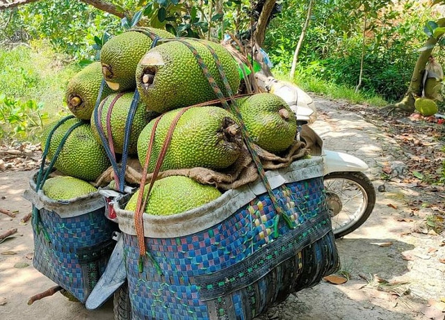 Mít Thái tại vườn rớt giá thê thảm chỉ còn 2.000 đồng/kg Mit Thai tai vuon rot gia the tham chi con 2.000 dong/kg