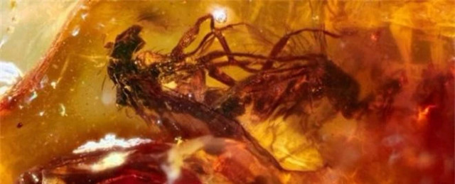 Mảnh hổ phách lưu giữ hai con ruồi đang giao phối suốt 41 triệu năm - Hình 3 Manh ho phach luu giu hai con ruoi dang giao phoi suot 41 trieu nam-Hinh-3