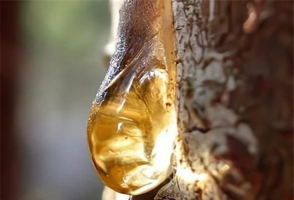 Mảnh hổ phách lưu giữ hai con ruồi đang giao phối suốt 41 triệu năm Manh ho phach luu giu hai con ruoi dang giao phoi suot 41 trieu nam