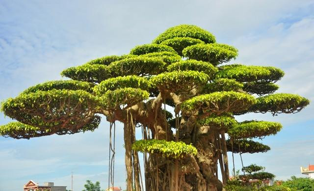 Sanh cổ trồng trong chậu dát 5 cây vàng, chủ thuê người canh giữ - Hình 4 Sanh co trong trong chau dat 5 cay vang, chu thue nguoi canh giu-Hinh-4