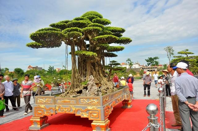 Sanh cổ trồng trong chậu dát 5 cây vàng, chủ thuê người canh giữ - Hình 2 Sanh co trong trong chau dat 5 cay vang, chu thue nguoi canh giu-Hinh-2