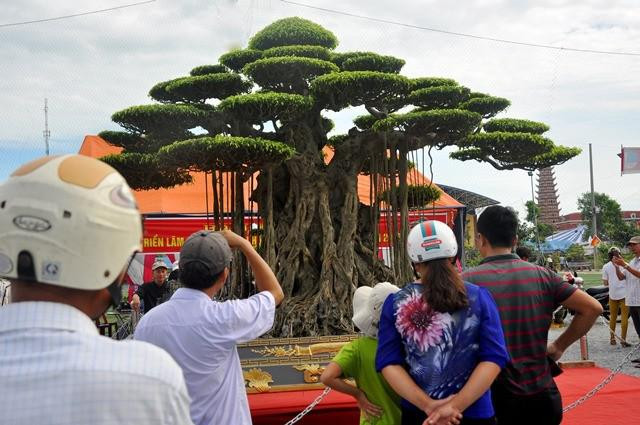 Sanh cổ trồng trong chậu dát 5 cây vàng, chủ thuê người canh giữ - Hình 3 Sanh co trong trong chau dat 5 cay vang, chu thue nguoi canh giu-Hinh-3