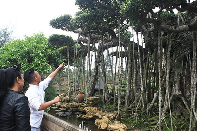 Cây sanh cổ rễ đan như phím đàn, chủ nhân hét giá 10 tỷ - Hình 3 Cay sanh co re dan nhu phim dan, chu nhan het gia 10 ty-Hinh-3