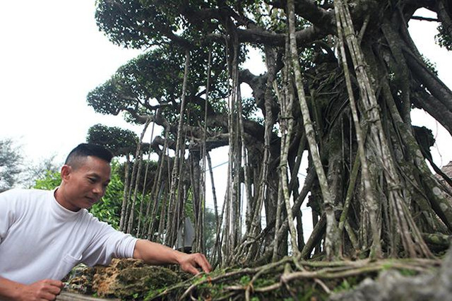 Cây sanh cổ rễ đan như phím đàn, chủ nhân hét giá 10 tỷ - Hình 5 Cay sanh co re dan nhu phim dan, chu nhan het gia 10 ty-Hinh-5