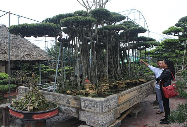 Cây sanh cổ rễ đan như phím đàn, chủ nhân hét giá 10 tỷ - Hình 2 Cay sanh co re dan nhu phim dan, chu nhan het gia 10 ty-Hinh-2