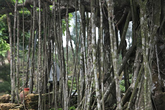 Cây sanh cổ rễ đan như phím đàn, chủ nhân hét giá 10 tỷ - Hình 4 Cay sanh co re dan nhu phim dan, chu nhan het gia 10 ty-Hinh-4