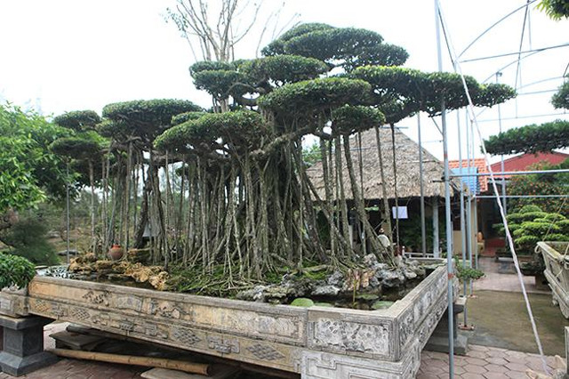 Cây sanh cổ rễ đan như phím đàn, chủ nhân hét giá 10 tỷ Cay sanh co re dan nhu phim dan, chu nhan het gia 10 ty