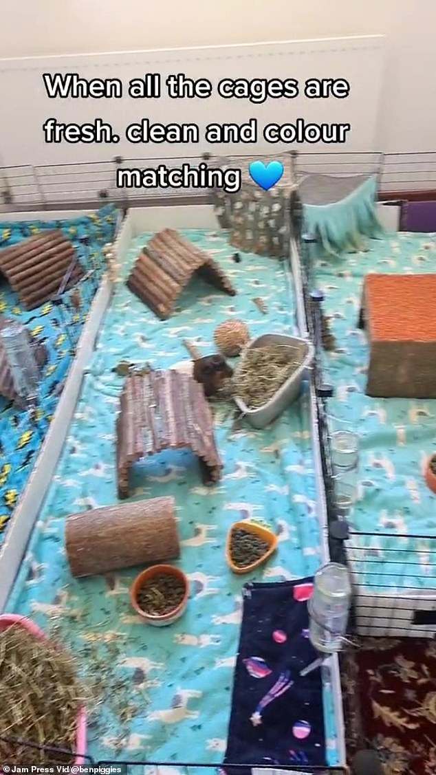 Anh chàng tạo hang khổng lồ nuôi 5 chú chuột lang trong nhà - Hình 5 Anh chang tao hang khong lo nuoi 5 chu chuot lang trong nha-Hinh-5