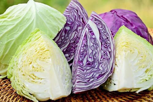 Bắp cải tím có giá trị dinh dưỡng thế nào so với bắp cải trắng? - Hình 2 Bap cai tim co gia tri dinh duong the nao so voi bap cai trang?-Hinh-2