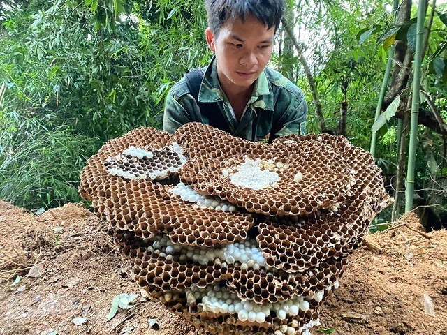 Nuôi loài ong kịch độc, thương lái Trung Quốc lùng mua Nuoi loai ong kich doc, thuong lai Trung Quoc lung mua