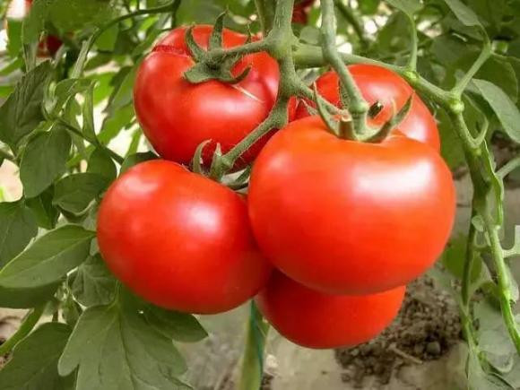 Ăn da heo có chống lão hóa được không? - Hình 2 An da heo co chong lao hoa duoc khong?-Hinh-2