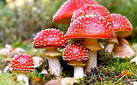 6 người nhập viện cấp cứu vì ăn nấm lạ hái trên rẫy 6 nguoi nhap vien cap cuu vi an nam la hai tren ray