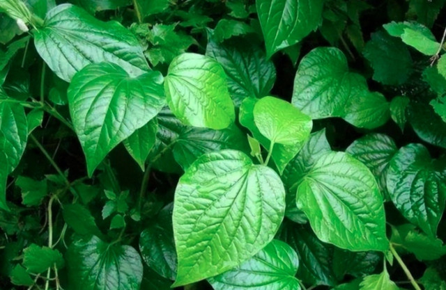 3 loại rau không “ngậm” thuốc sâu nhưng người Việt ít dùng - Hình 2 3 loai rau khong “ngam” thuoc sau nhung nguoi Viet it dung-Hinh-2