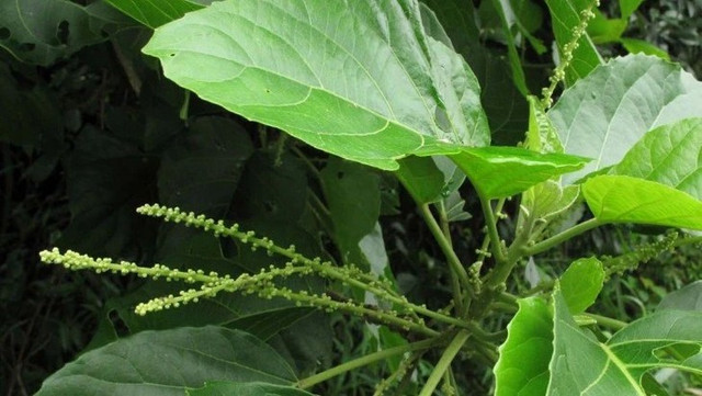 Người đàn ông suy hô hấp vì dùng lá lộc mại chữa táo bón Nguoi dan ong suy ho hap vi dung la loc mai chua tao bon