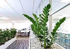 Cây Kim Tiền đặt đúng vị trí này trong nhà mới chuẩn phong thủy - Hình 3 Cay Kim Tien dat dung vi tri nay trong nha moi chuan phong thuy-Hinh-3