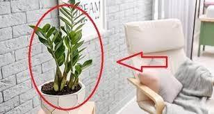 Cây Kim Tiền đặt đúng vị trí này trong nhà mới chuẩn phong thủy - Hình 2 Cay Kim Tien dat dung vi tri nay trong nha moi chuan phong thuy-Hinh-2