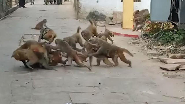 Gấu trúc Bắc Mỹ và các động vật có thể nảy sinh ý “trả thù” - Hình 5 Gau truc Bac My va cac dong vat co the nay sinh y “tra thu”-Hinh-5