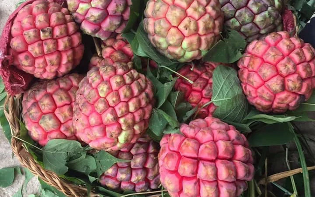 Điều đặc biệt của na ruột đỏ đắt gấp 3, “chỉ ngửi không ăn” Dieu dac biet cua na ruot do dat gap 3, “chi ngui khong an”