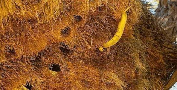 Tổ chim lớn nhất thế giới, không ai dám lấy trứng ra - Hình 4 To chim lon nhat the gioi, khong ai dam lay trung ra-Hinh-4