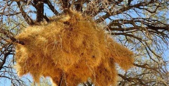 Tổ chim lớn nhất thế giới, không ai dám lấy trứng ra - Hình 3 To chim lon nhat the gioi, khong ai dam lay trung ra-Hinh-3
